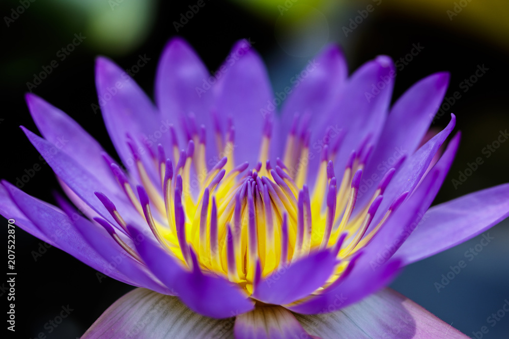 Fototapeta premium Close up of beautiful purple lotus or water lily blooming on dark background in the garden with shallow depth of field and selective focus.