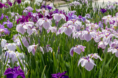 Irises in Horikiri iris garden / Horikiri iris garden is a garden free of admission fee located in Katsushika Ward, Tokyo, Japan