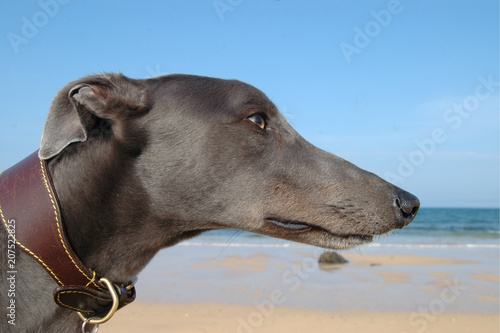 Side on image of blue greyhound head on beach photo