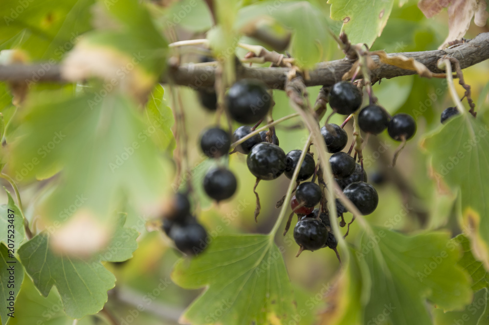 Ripe black currant berries are growing in the garden. Early autumn Ripe black currant berries are growing in the garden. Early autumn