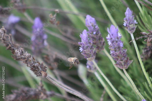 Biene zwischen Lavendel