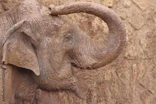 Elefant