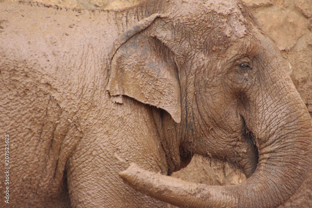 Fototapeta premium Elefant