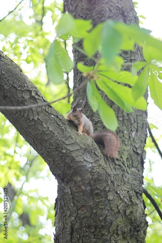 a close-up photo of a squirrel sittin on a tree and gnowing the bark in the park. Outdoor nature background. photo