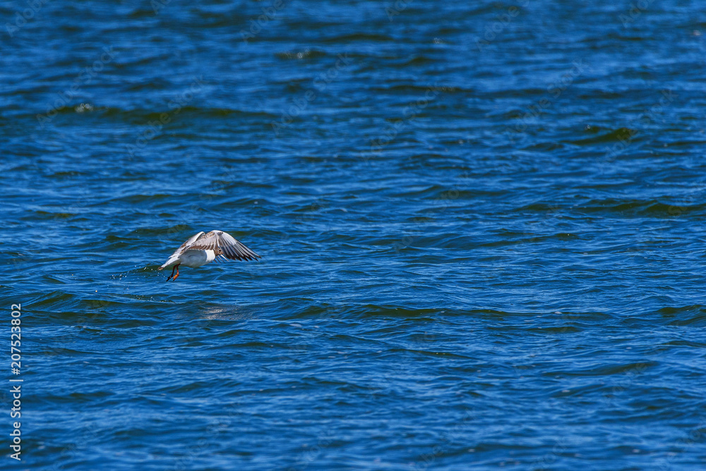 Fototapeta premium Gulls land on the water surface