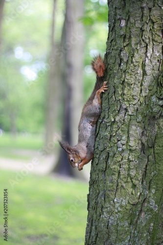 a close-up photo of a squirrel sittin on a tree and gnowing the bark in the park. Outdoor nature background.