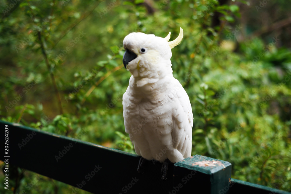 White yellow parrot cockatoo bird enjoying warm sunny weather and eating White yellow parrot cockatoo bird enjoying warm sunny weather and eating