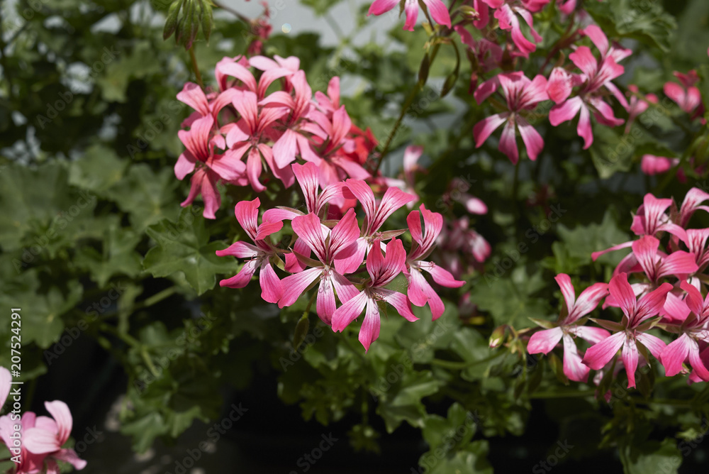 Pelargonium flowers closeup Pelargonium flowers closeup