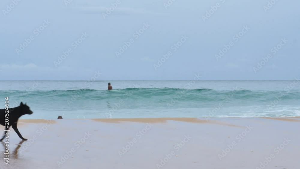 in the morning dogs are playing around Nai Harn beach in the morning dogs are playing around Nai Harn beach