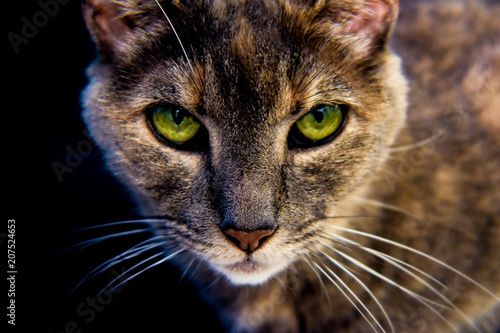 Fototapeta Naklejka Na Ścianę i Meble -  Cat eyes