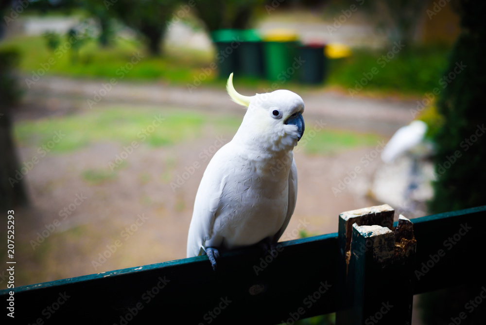 White yellow parrot cockatoo bird enjoying warm sunny weather and eating White yellow parrot cockatoo bird enjoying warm sunny weather and eating