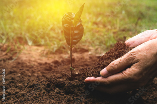 closeup hand of person holding abundance soil for agriculture or planting peach.