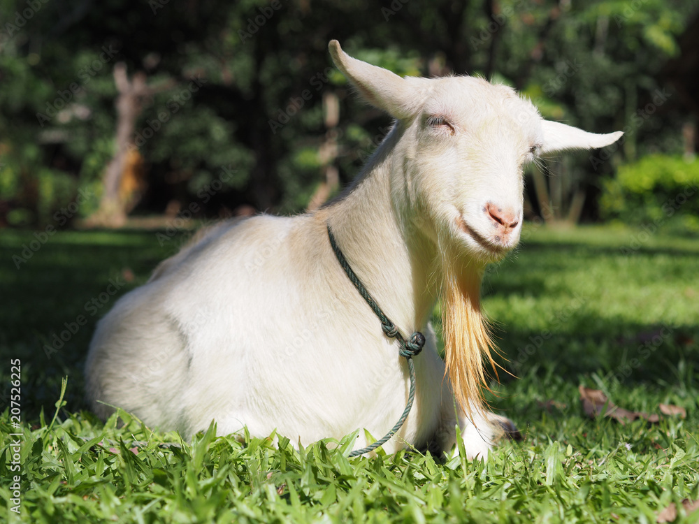 Fototapeta premium Smiling Hornless Goat