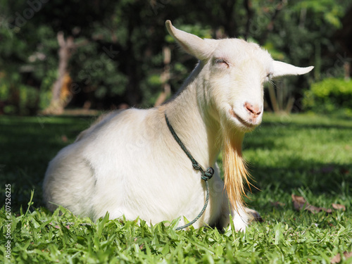 Smiling Hornless Goat © Andy Ginns