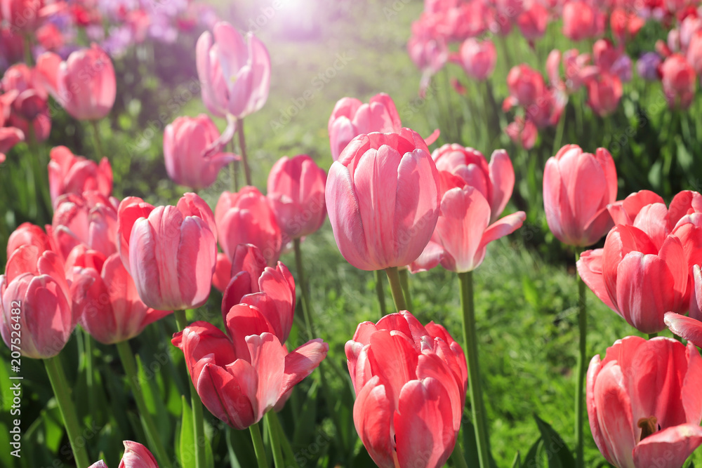 Beautiful bright pink tulips