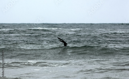 Cormorant (Phalacrocorax carbo) above the stormy sea waves.over the Black Sea waves. Sinemorets, Bulgaria