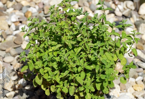 Oregano (Origanum), auch Dost, Origano oder Wilder Majoran genannt photo