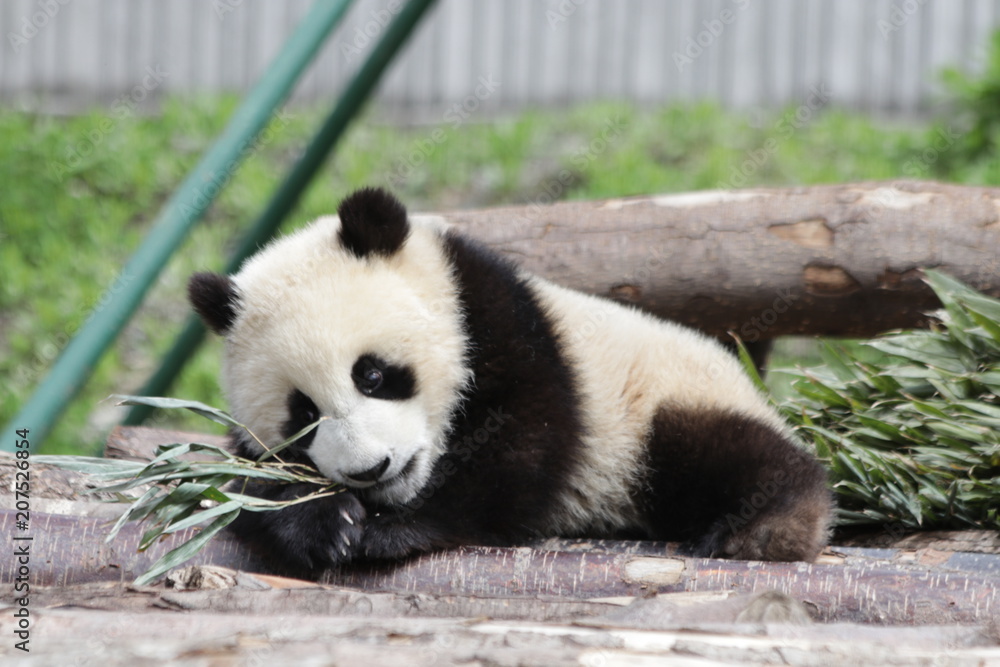 Fototapeta premium Little Baby Panda Cub is having Fun on the Playground, China