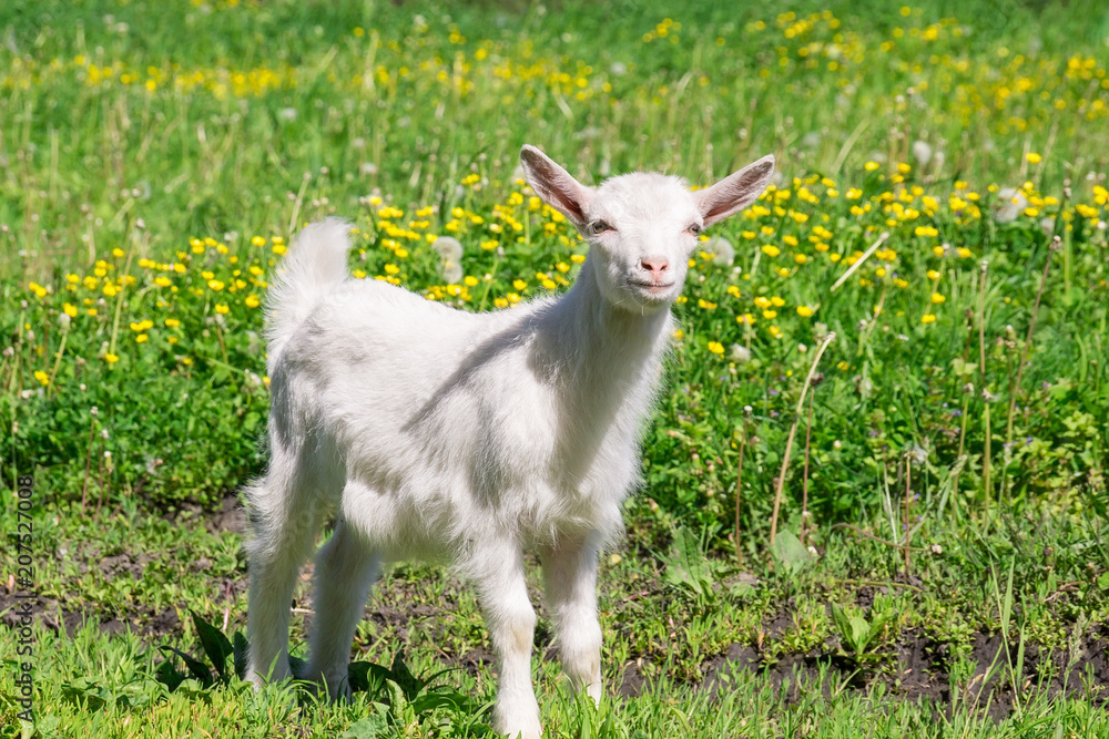 Obraz premium Goat on the grass