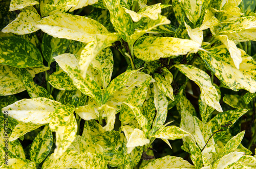 The aucuba, an evergreen with the beauty of its colorful and variegated yellow-green leaves. photo