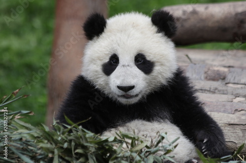 Close up Fluffy Little baby Panda Cub