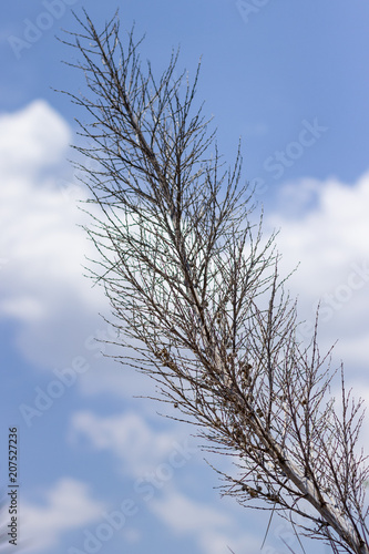 tree or feather