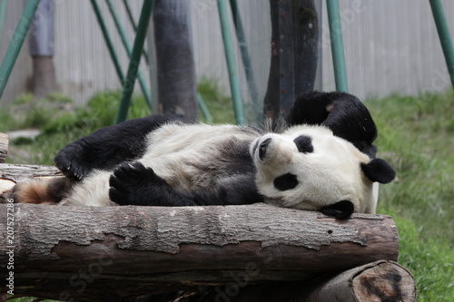 Fototapeta Naklejka Na Ścianę i Meble -  Sleeping Giant Panda, Wolong, China