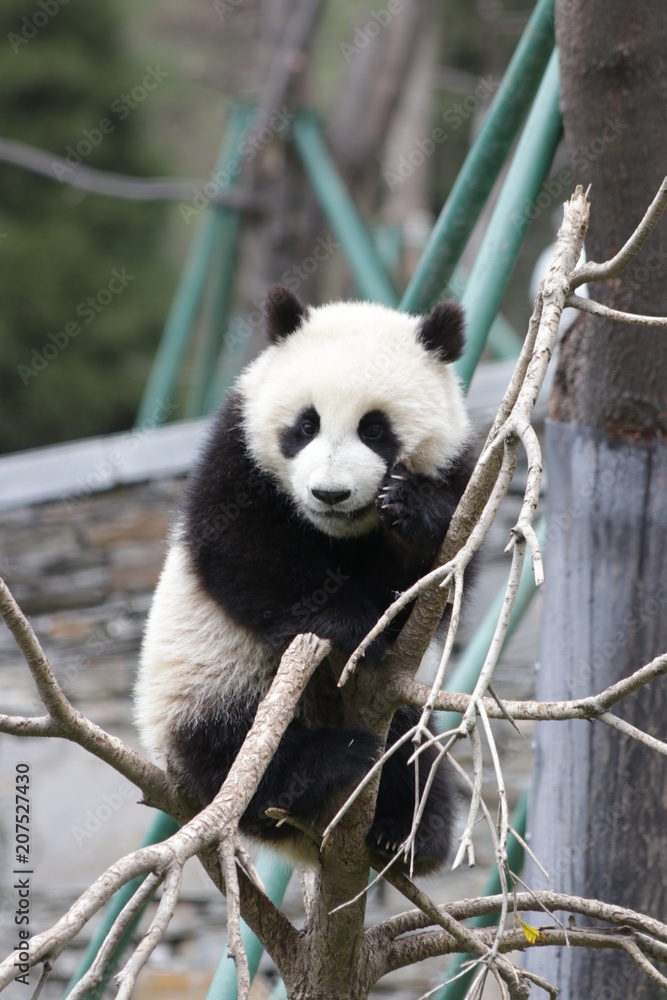 Obraz premium Little Panda Cub is Balancing himself on the Tiny Tree Branch, Wolong, China