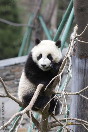 Fototapeta Naklejka Na Ścianę i Meble -  Little Panda Cub is Balancing himself on the Tiny Tree Branch, Wolong, China