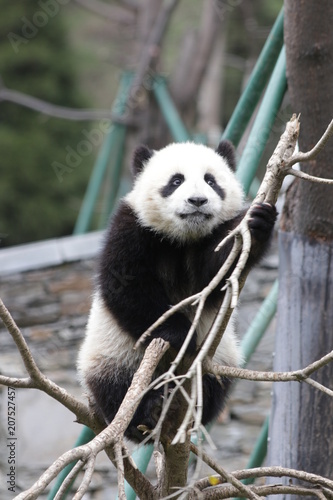 Fototapeta Naklejka Na Ścianę i Meble -  Little Panda Cub is Balancing himself on the Tiny Tree Branch, Wolong, China