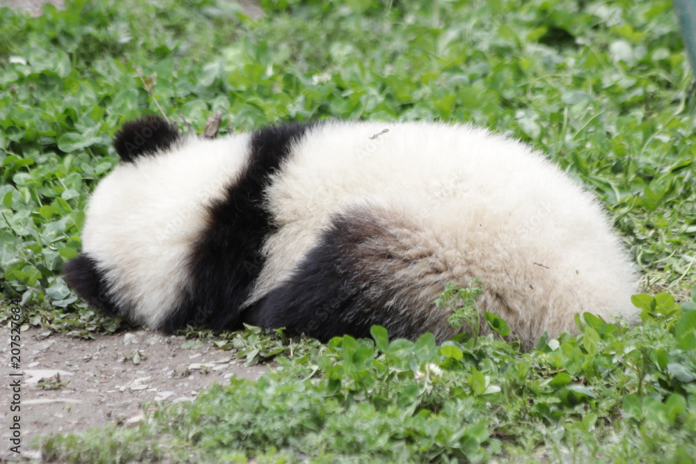 Little Panda Cub Sleeps on the Green grass, Wolong, China