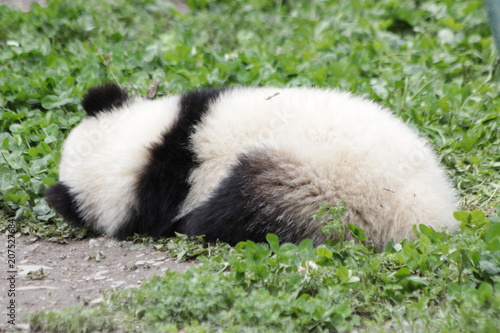 Fototapeta Naklejka Na Ścianę i Meble -  Little Panda Cub Sleeps on the Green grass, Wolong, China