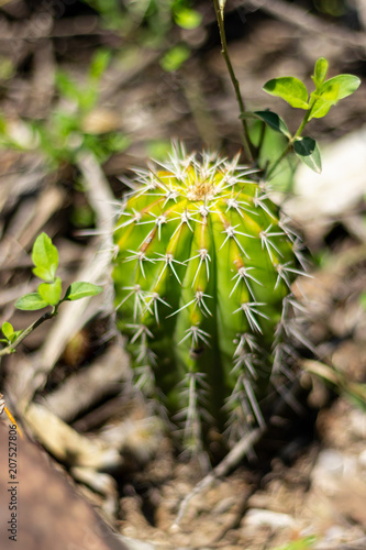 baby catus