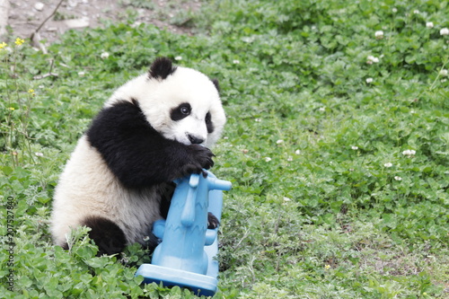 Fototapeta Naklejka Na Ścianę i Meble -  Little Panda Cub is Playing with the Blue Rocking Horse, Wolong, China