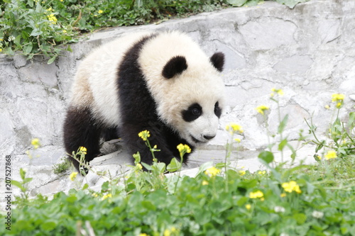 Fototapeta Naklejka Na Ścianę i Meble -  Closed-up Little Panda Cub walks on the Green Grass, Wolong, China