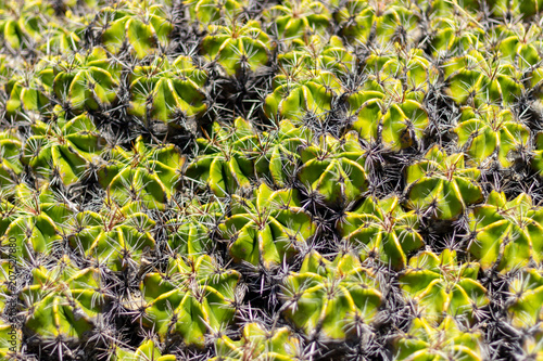 sharp texture