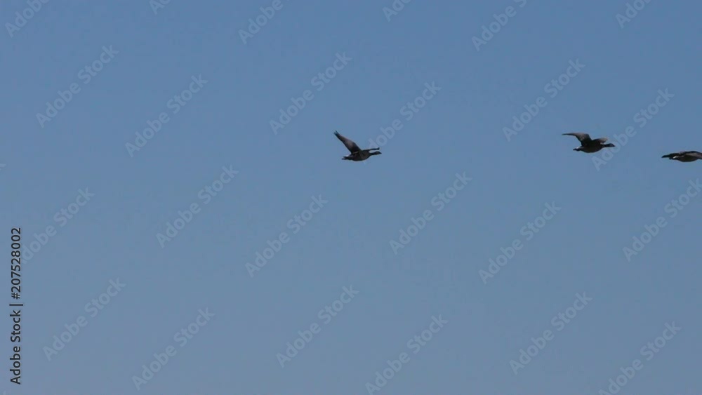 Wild migratory geese fly up close. The wedge of wild birds in flight. Wild migratory geese fly up close. The wedge of wild birds in flight.