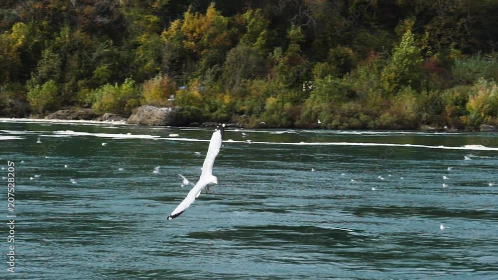 super slow motion of bird flying over sea super slow motion of bird flying over sea