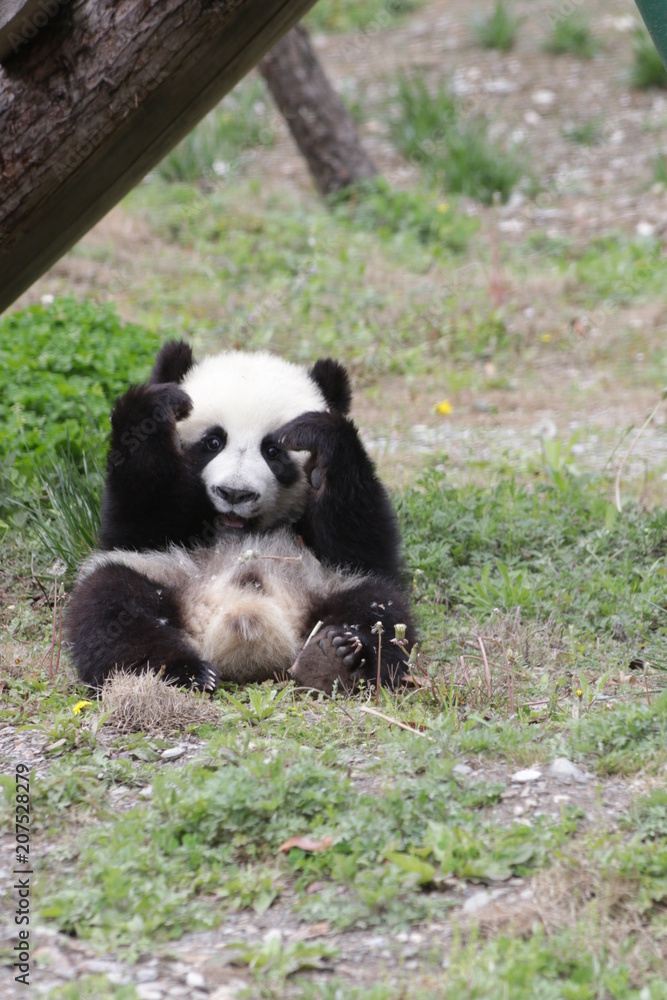 Funny Little Panda Cub, Gengda, Wolong, China Funny Little Panda Cub, Gengda, Wolong, China
