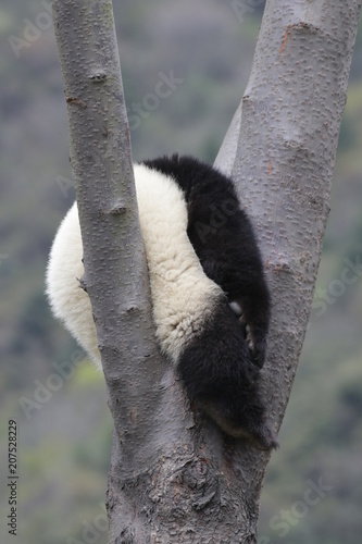 Fototapeta Naklejka Na Ścianę i Meble -  Sleeping Panda on the Tree, Wolong, China