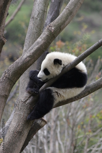 Fototapeta Naklejka Na Ścianę i Meble -  Little Baby Panda Sleeping on the Tree, China