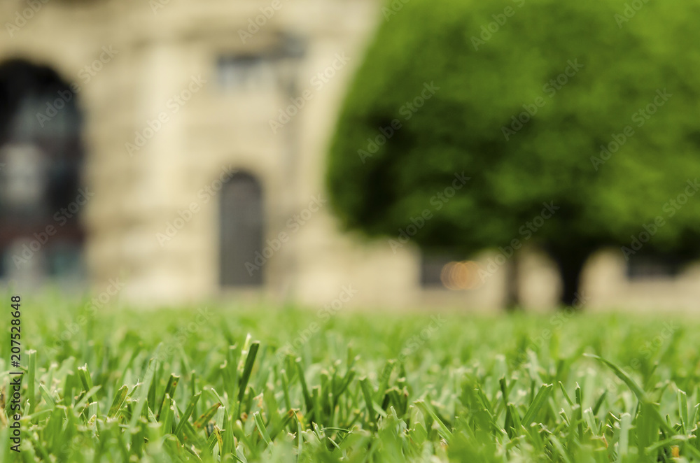 green grass on a background of cityscape green grass on a background of cityscape