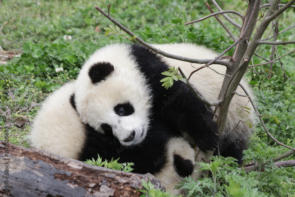 Fototapeta premium Little Panda Cub in Chengdu Panda Base, China