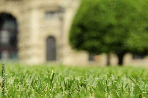 green grass on a background of cityscape