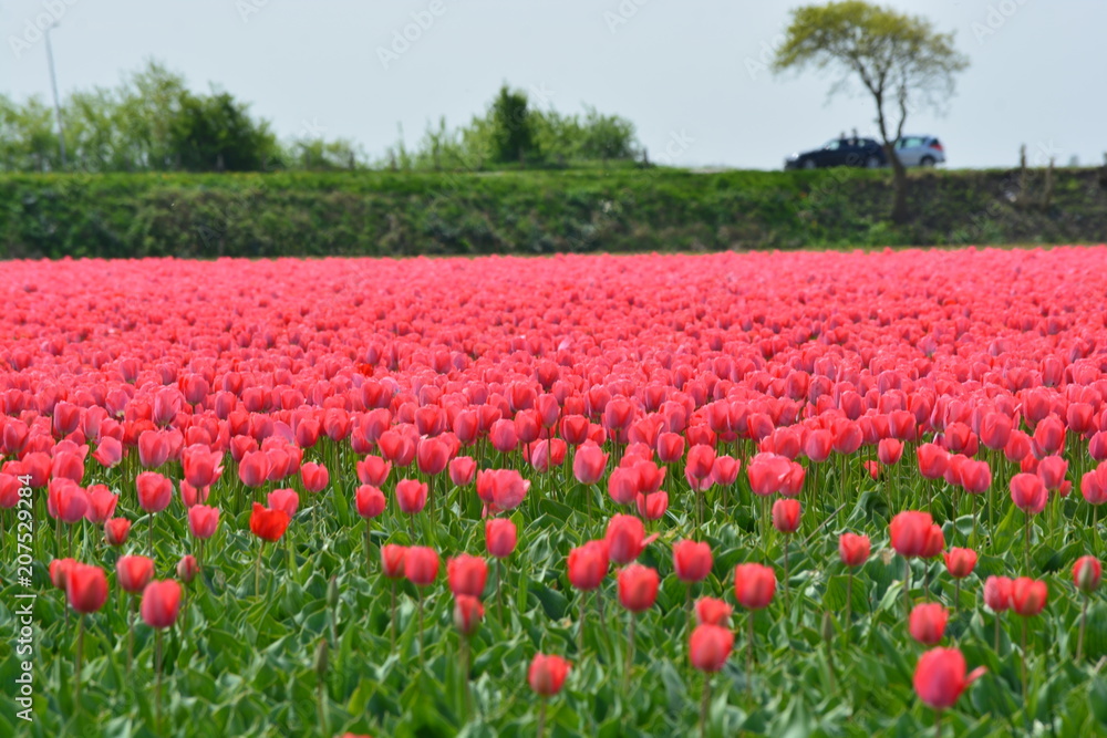 Pink tulips in a field in Holland