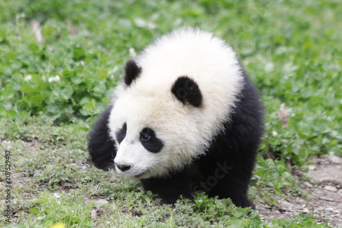 Fototapeta Naklejka Na Ścianę i Meble -  Cute Sweet Panda Cub, Wolong, China