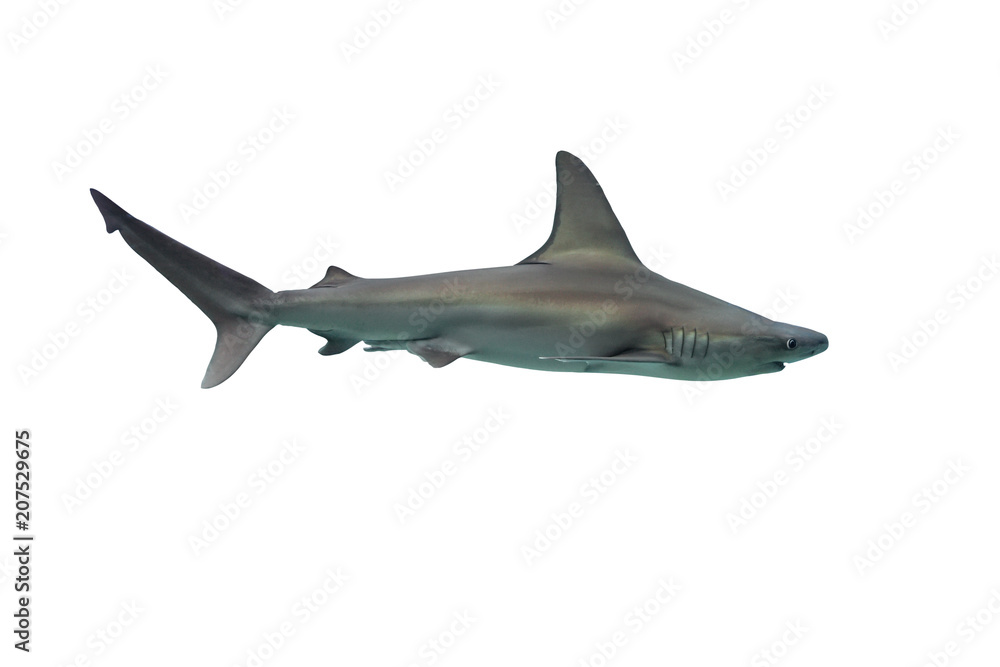 Fototapeta premium Shark isolated on white background