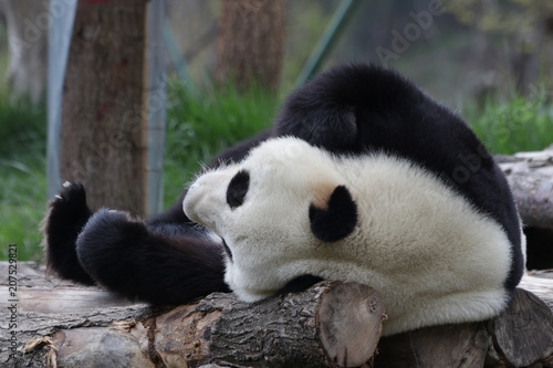 Fototapeta Naklejka Na Ścianę i Meble -  Sleeping Panda on the Wood Structure, China