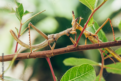Tropical stick insect in Brazilian garden © kleberpicui