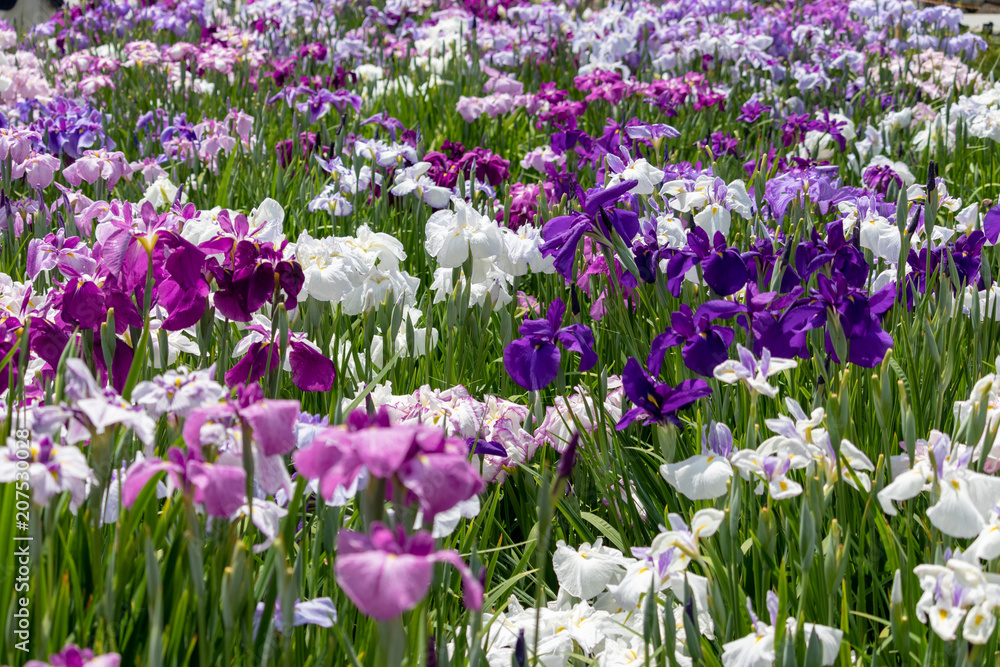 Irises in Horikiri iris garden / Horikiri iris garden is a garden free of admission fee located in Katsushika Ward, Tokyo, Japan Irises in Horikiri iris garden / Horikiri iris garden is a garden free of admission fee located in Katsushika Ward, Tokyo, Japan